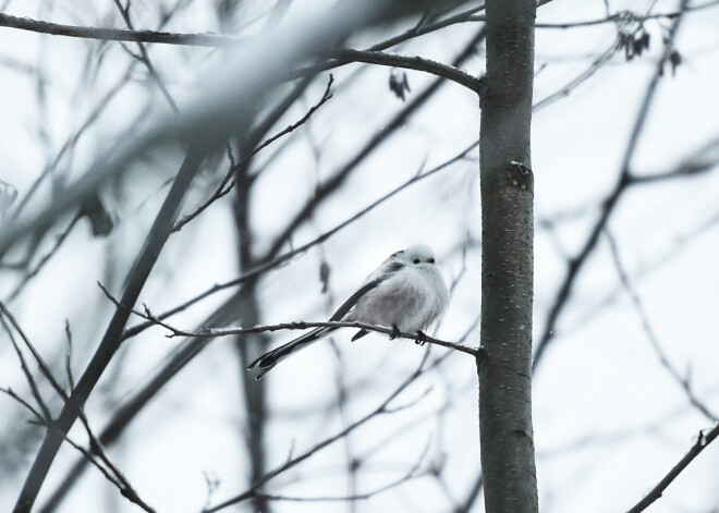 Arī pirmdien gaidāms saulains laiks