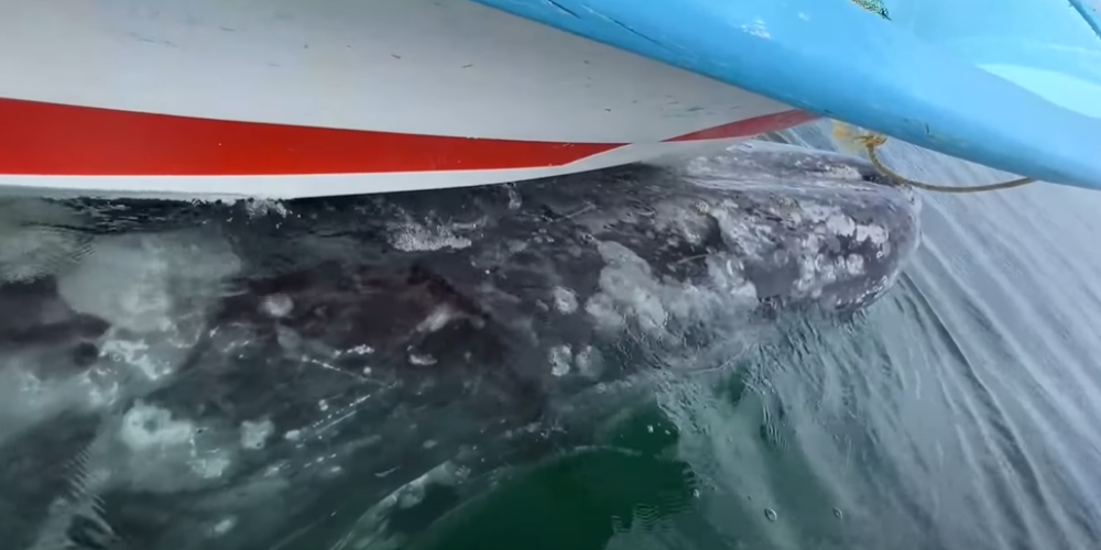ВИДЕО: серый кит прокатил лодку с туристами по волнам