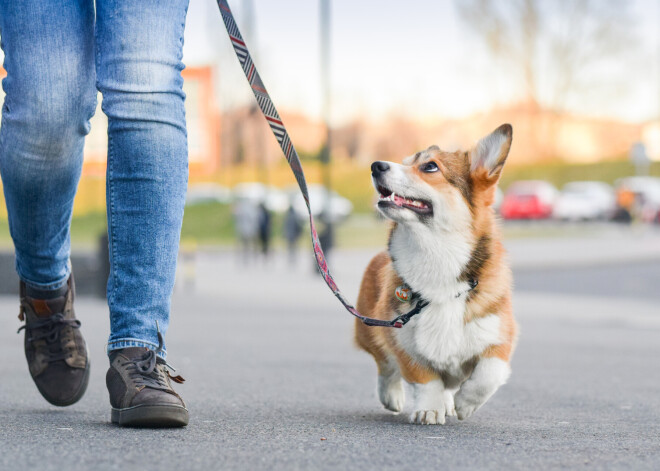 Cik soļu patiesībā būtu jānoiet katru dienu? Nē, tie nav visiem zināmie 10 000