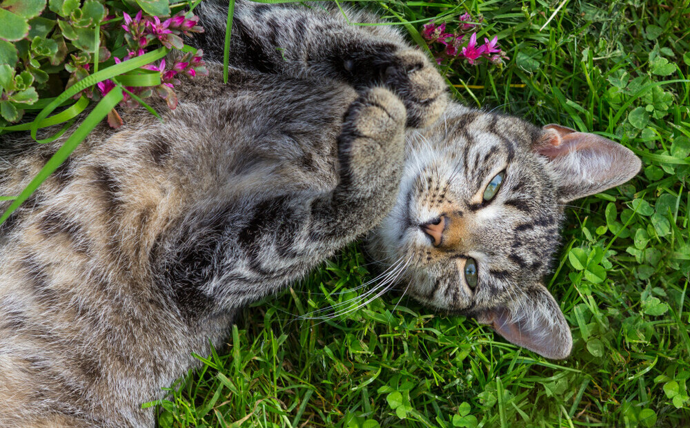 Почему кошки любят валерьянку, как она действует, и можно ли валерьянку котам