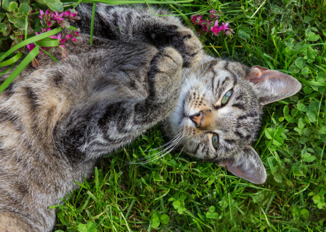 Безвредно ли для котов и кошек баловство валерьянкой?
