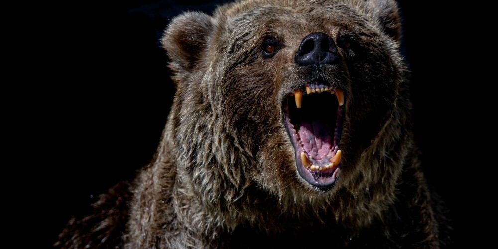 На сотрудника Latvijas valsts meži напал медведь