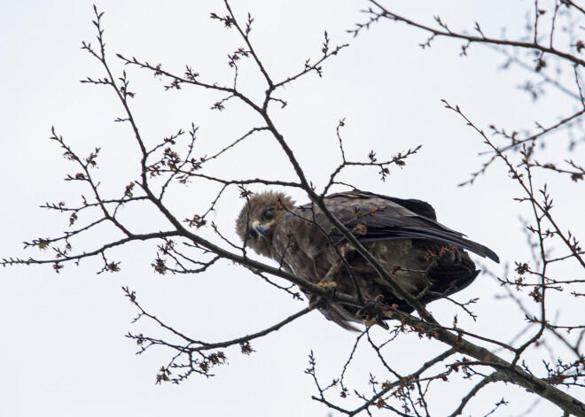 Vairākās Latvijas novērojumu stacijās šodien pārspēti maksimālās gaisa temperatūras rekordi