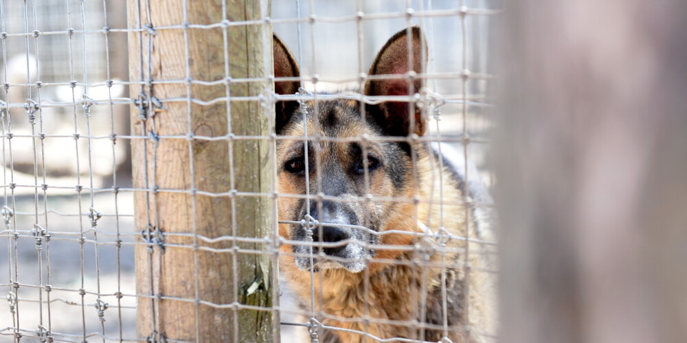 Dzīvnieku patversmē "Ulubele" atrodas 40 suņu no Ukrainas