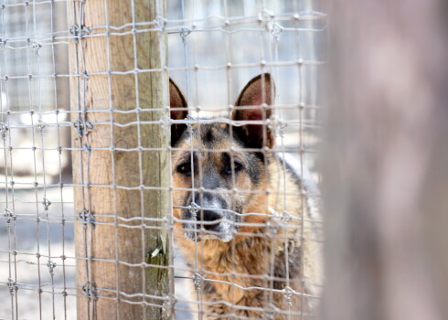 Dzīvnieku patversmē "Ulubele" atrodas 40 suņu no Ukrainas