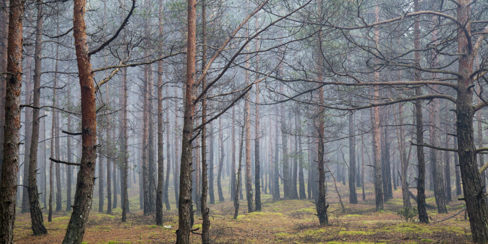 Banka "Citadele" piešķīrusi 18 miljonu eiro aizdevumu mežsaimniecības fondam "Baltic Green Fund"