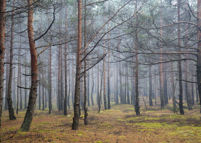 Banka "Citadele" piešķīrusi 18 miljonu eiro aizdevumu mežsaimniecības fondam "Baltic Green Fund"