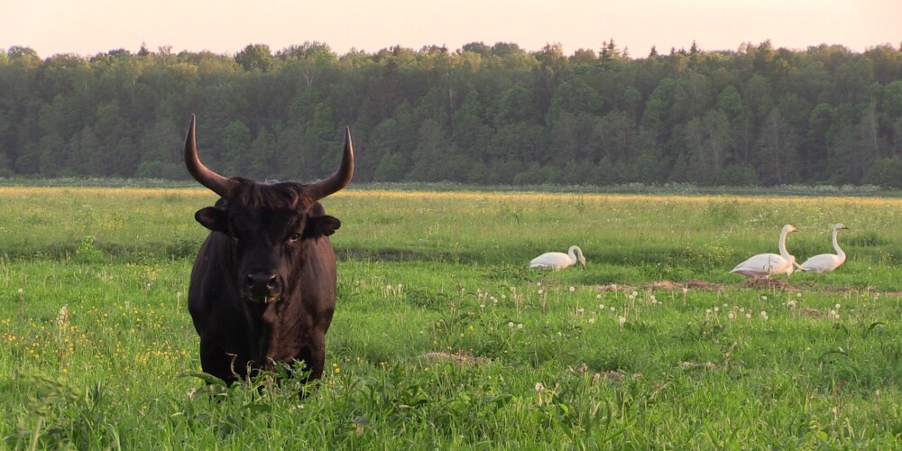 Meklē risinājumu taurgovju glabāšanai Latvijā