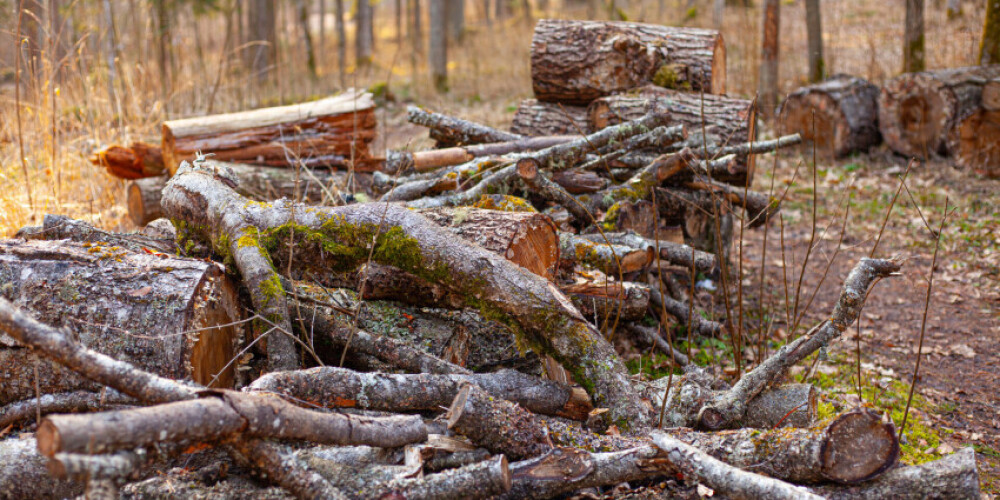 Разрешено ли законом латвийцам в лесах собирать дрова?