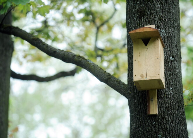 Kā izgatavot putnu būrīti paša rokām, lai tas būtu putniem drošs