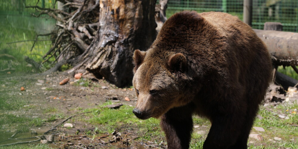 Число медведей в Латвии увеличилось: риск встретиться в лесу с хищником теперь выше обычного