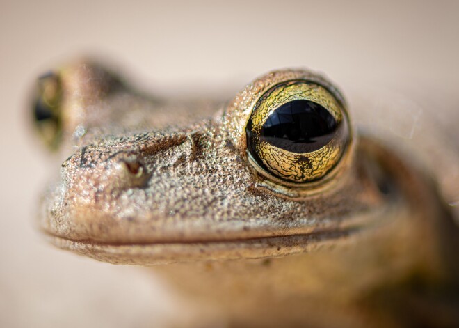 В Таллине ограничат движение автомобилей для защиты лягушек