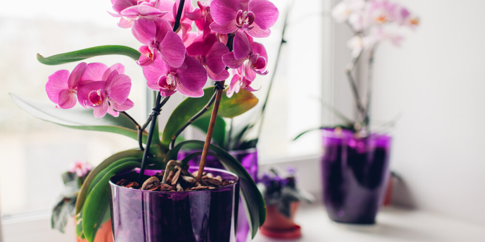 Laistīšanas metode, ko nekad neizmantot orhideju kopšanā