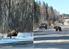 Gulbenes pusē pārdrošnieki apstādina savas automašīnas, lai ne tikai nofotografētu, bet arī pabarotu no meža iznākušus ķepaiņus.