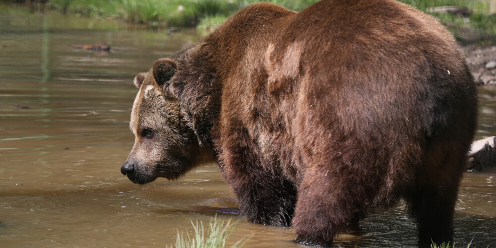 Прикормленного под Гулбене медведя усыпили, люди оказали ему "медвежью услугу" - специалисты