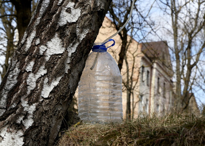Informācija tiem, kuri pārdod bērzu sulas nelielos apjomos, kā arī tiem, kas tās pērk