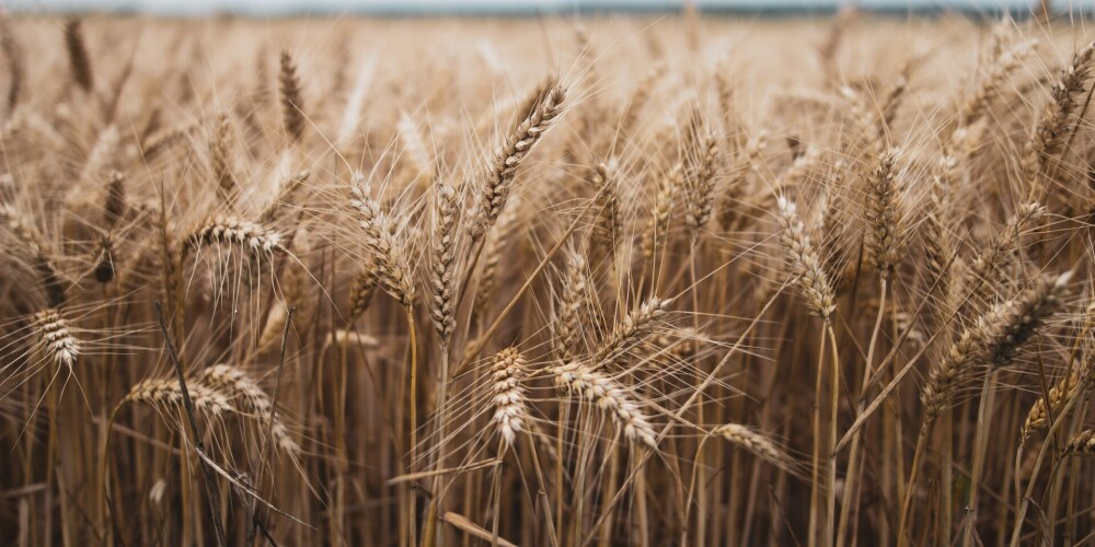 Украина просит помочь ей вывезти прошлогодний урожай зерновых