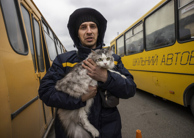 Приютили хвостатых из Украины, но они не соответствуют требованиям ПВС: что делать?