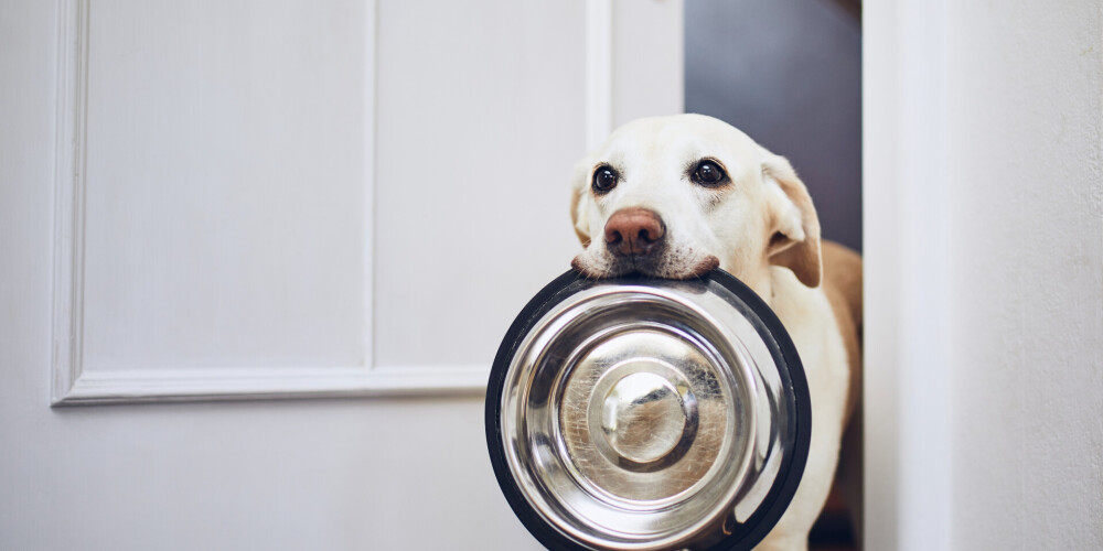 4 pārtikas produkti, kurus nekad nedot savam sunim