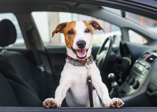 Kļūda, kas var dārgi maksāt! Par ko neaizdomājas suņu un kaķu saimnieki, pārvadājot savus mīluļus ar auto?