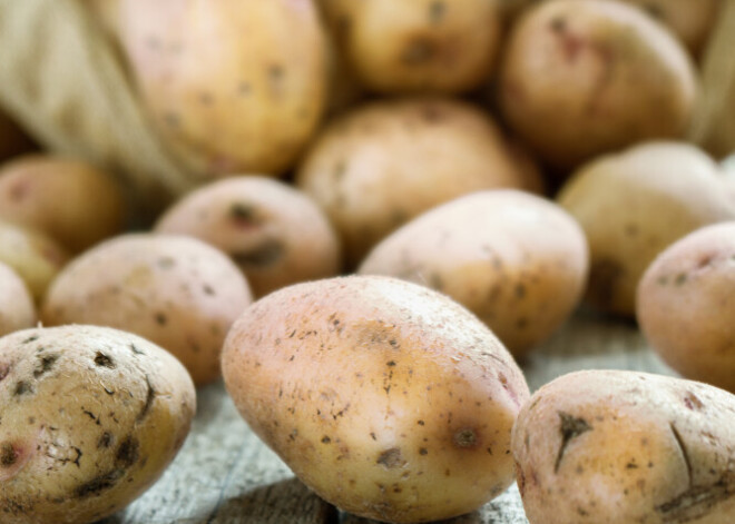 Вплоть до комы и галлюцинаций. Как выглядит картофель, который может вызвать отравление?