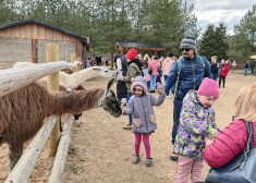 Brīvdabas zooparkā “Rakši” nedēļas nogalē tika atklāta 16. sezona