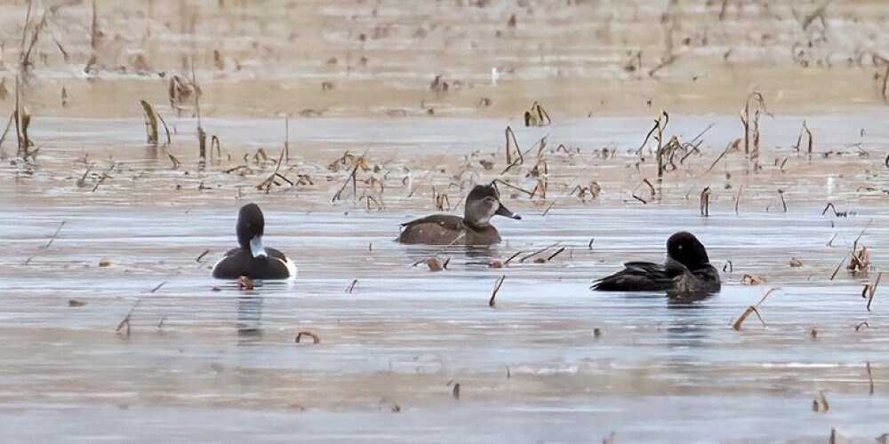 Gredzenpīle attēla centrā, cekulpīles – sānos, Sātiņu dīķi. 