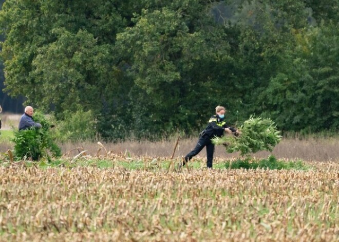 Госполиция должна выплатить 1500 евро компенсации за срез конопли на ферме