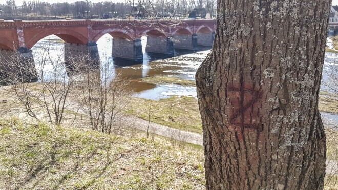 Kuldīgā, parkā iepretim Ventas rumba, vērīgi kuldīdznieki pamanījuši koku, kurā iegrebta krievu okupantu zīme “Z”.