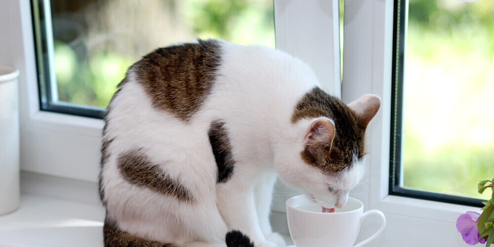 Почему кошки любят пить воду из хозяйской чашки? Все просто!