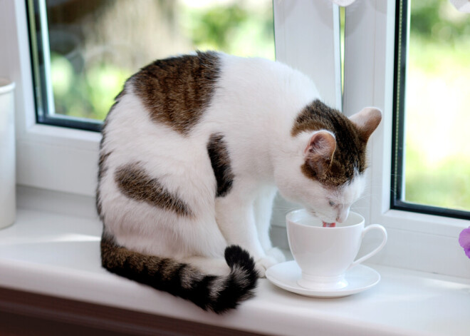 Почему кошки любят пить воду из хозяйской чашки? Все просто!