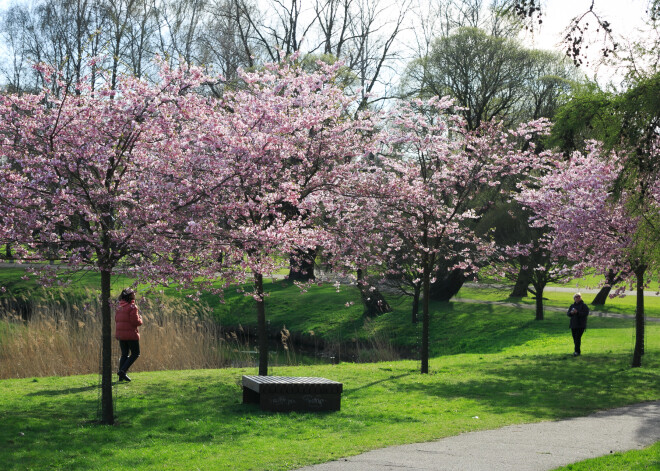 FOTO: rozā-balts skaistums! Āgenskalnā kārtējo reizi krāšņi uzzied sakuras