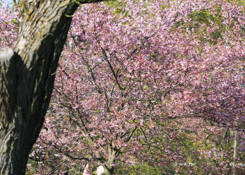ФОТО: бело-розовая красота! В Риге снова цветет сакура