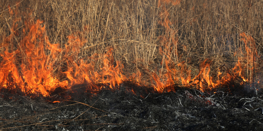 В Ропажском крае поджог прошлогодней травы едва не превратился в большой пожар