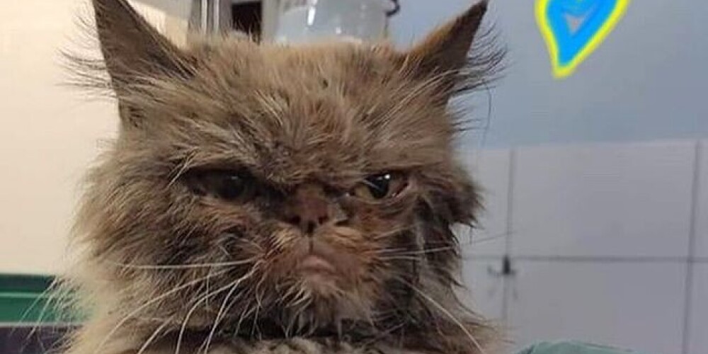 Хэппи-энд: спасенная украинскими волонтерами кошка получила новое имя и обрела дом