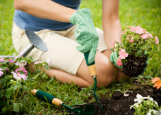Septiņi viegli padomi ziedošam dārzam un košam zālājam