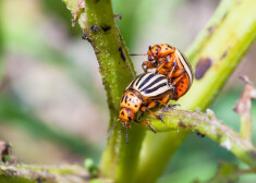 Iepriekš jau ziņots, ka “Avtotor” 28. aprīlī lēmuši no 1. maija daļu savu 3500 darbinieku nosūtīt trīs nedēļu apmaksātā atvaļinājumā.