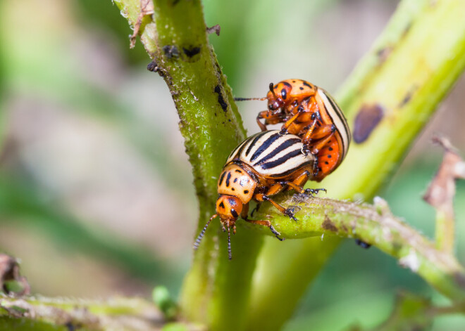 Dīkstāvē esošo Krievijas rūpnīcu darbiniekiem dāvinās zemi, kurā stādīt kartupeļus