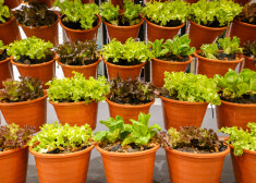 Dažas gudrības, lai puķupodā izaudzētu bagātīgu salātu ražu