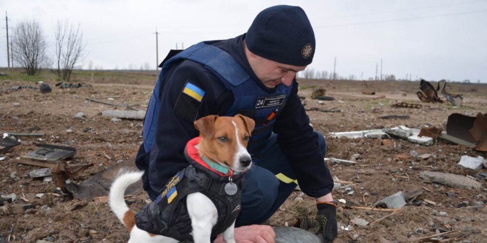 Varonīgs Džeka Rasela terjers Ukrainā palīdzējis atrast jau ap simt mīnu