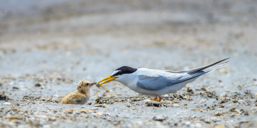 Lai saudzētu putnus, vietām slēdz piekļuvi Kurzemes un Vidzemes jūrmalai