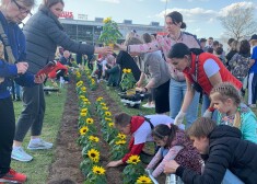 FOTO: ar spēka vārdiem stāda saulespuķes Ukrainas atbalstam