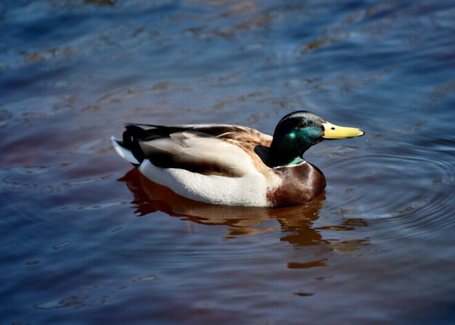 Температура воды в реках местами поднялась до +15 градусов