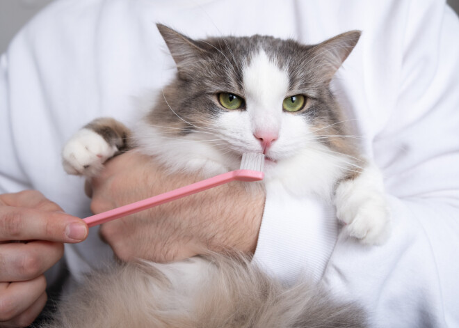 Kāpēc arī sunim un kaķim zobi jātīra katru dienu?