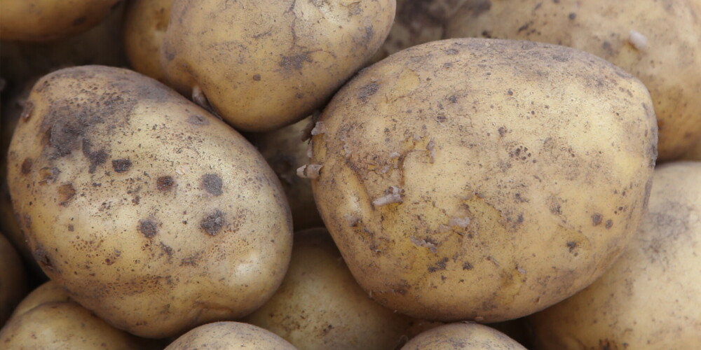 Kā uzglabāt kartupeļus, lai tie nedzītu asnus, un kāpēc saules gaisma tos var padarīt neēdamus? 