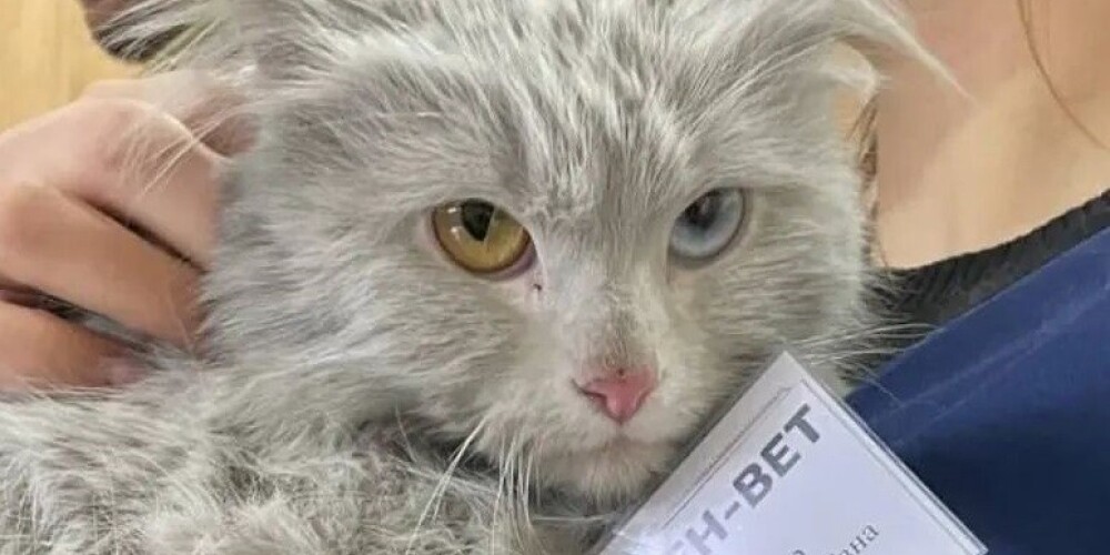 В Украине из разрушенного дома спасли кошку с "патриотичными" глазами