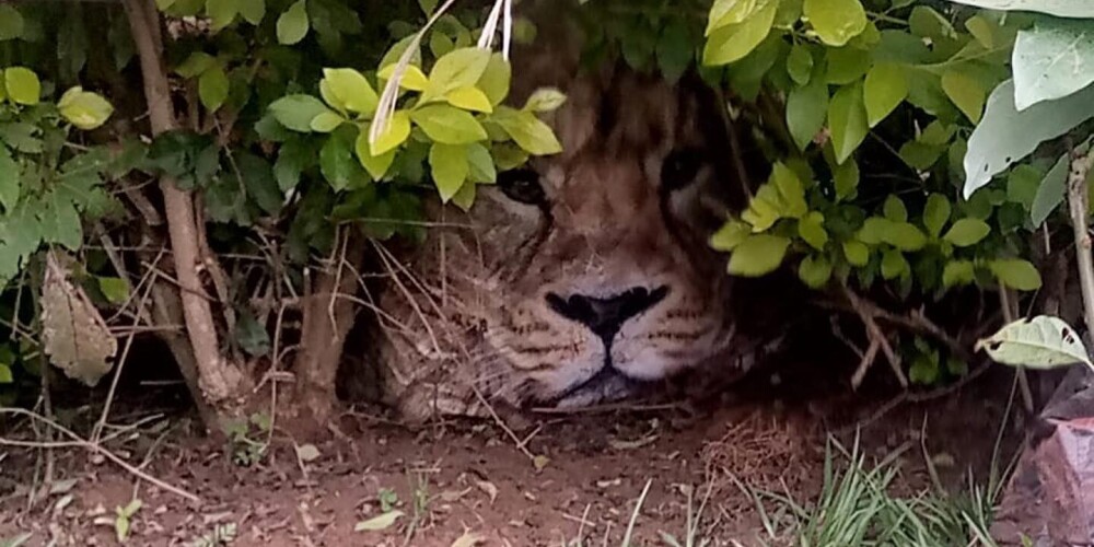Satraukti Kenijas iedzīvotāji ceļ trauksmi par krūmos paslēpušos lauvu, bet ne viss ir tā, kā izskatās