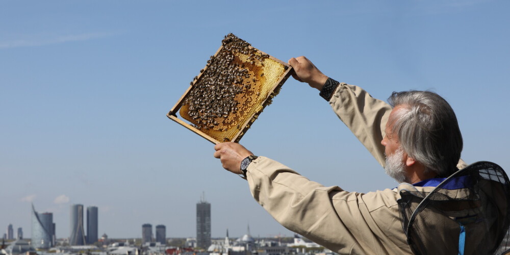Dailes teātra kasē varēs iegādāties medu, ko ievākušas uz teātra jumta dzīvojošās bites