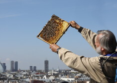 Dailes teātra kasē varēs iegādāties medu, ko ievākušas uz teātra jumta dzīvojošās bites