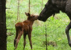 FOTO: Līgatnes dabas taku aļņu māte Mirga laidusi pasaulē mazuli